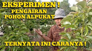 SOLUSI MENANAM POHON ALPUKAT SAAT KEMARAU !