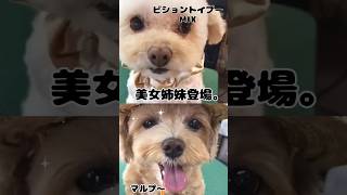 【トリミングサロン】可愛い❤️　ビショントイプーMIX＆マルプ〜【ビフォーアフター】  #LOVE\u0026PEACE# dog grooming JAPAN#大変身#犬#love