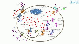 ferroportin