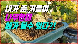 내가 준 거름이 나무한테 해가 될수 있다? 거름에 대한 모든것 2탄!!