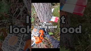 How NOT to Fell a Tree #fail #treefelling