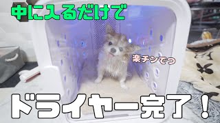 【犬用ドライルーム】これ、もう手放せないと本気で思いました！