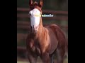 wooow amazing horse