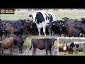 knickers the 1 400kg cow why australia s giant steer is so fascinating