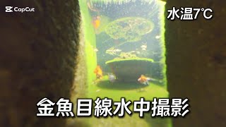 【金魚】得意気に語る娘が面白いw