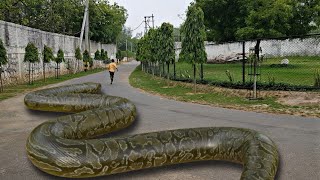 Anaconda Snake In Real Life HD |#anaconda  #snake #python #nagin #bigsnakehead #anacondasnake #omg