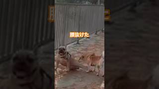 犬が突進してきて腰抜かす犬 #shorts #dog