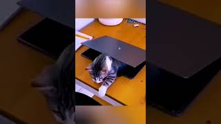 Funny Animal Videos 2022 😂 - Funniest Cats  Videos 😺😍😅❤️