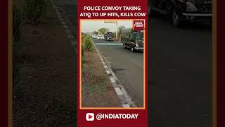 Police Convoy Taking Gangster Atiq Ahmed To UP's Prayagraj Hits, Kills Cow In Shivpuri #shorts