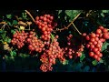 This Farm In The Namibian Desert Supplies Spinneys With Delicious Grapes