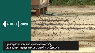 Прикарпатський пасічник скаржиться, що від пестицидів масово отруїлися бджоли