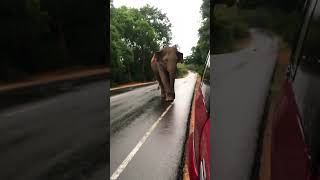 Wild elephant charging 🐘🐘at a vehicle  #elephant #srilankanwildlife