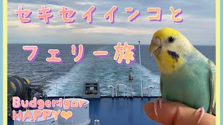 セキセイインコとフェリー旅🐥🛳