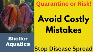 How to Quarantine Discus Fish: A Complete Step-by-Step Guide