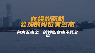 在蜈蚣面前，公鸡的段位有多高？身为五毒之一的蜈蚣竟毒不死公鸡