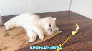 12色长毛蓝金渐层为什么贵，养猫品种很重要吗？