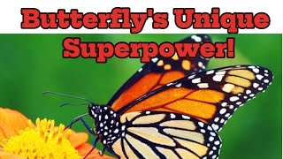 Butterflies Taste with Their Feet: Nature's Unique Superpower!