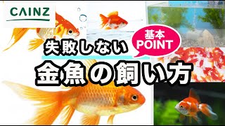 金魚の飼い方｜失敗しない設置から管理【カインズHOWTO】