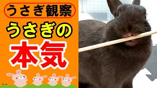 【うさぎ観察】うさぎさんが本気を出したらこうなりました