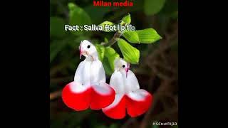 Mahameru flower | Real or fake | Rare himalayan flower | Blooms once in 400 year | Milan media