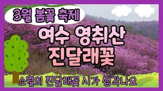 여수영취산진달래꽃/봄꽃여행/3월가볼만한곳/행복여행/전라남도/전라도