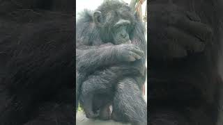 間雨★①チンパンジー・ギンくん★Chimpanzee ・・・沖縄こどもの国・Okinawa Zoo \u0026 Museum(20220530)