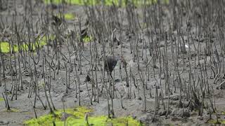 灰胸秧雞Slaty-breasted Rail(Lewinia striata)覓食