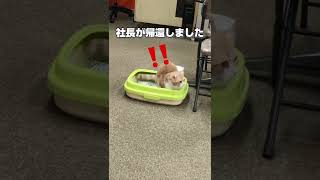 びっくりしてオシッコが止まってしまった猫