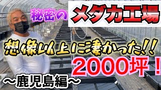 世界メダカ奇行∧( 'Θ' )∧鹿児島県鹿児島市CKめだか編/高級メダカ量産体制に入る！