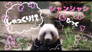 シャンシャン『しゃっくりしゃん!？』上野動物園みまもり隊☆パトロール記録