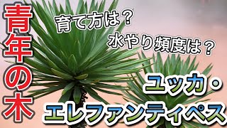 【青年の木と呼ばれてます】ユッカ・エレファンティペスの特徴と育て方