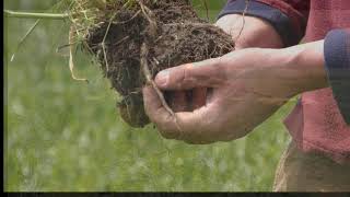 MMPA Cover Crops Field Day: Weber Family Farms