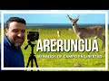 🔹 ARERUNGUÁ, tierra de VENADOS de CAMPO en libertad. 🔹programa Contacto🌎🌍