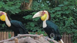 Birdwatching in Laos: Discovering the Sky’s Feathered Friends #cuteanimal #wildlife