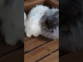 アンゴラウサギ　ワタウサー　 fluffy rabbit bunny