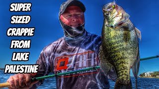 SUPER SIZE CRAPPIE FROM LAKE PALESTINE- New season teaser