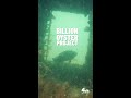 Dive into NYC Harbor with Billion Oyster Project #shorts