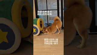 猫狗大战！开麦吧！！！柴犬 柴柴日常 铲屎官日记 铲屎官和他的主人 原来是猫发的视频