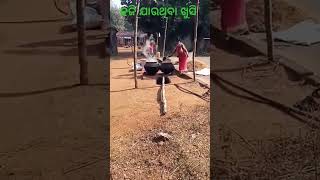 କେତେ ଖୁସି ଲାଗେ ଏହି କାମ ଦେଖି 🙏🙏 #kanhashreelifestyle#dhankedekhilu#sambalpurisong#