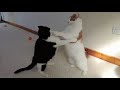 Cat Fight