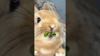 Listen to the sound of the little rabbit eating vegetables Cute pet debut plan Rabbit Pastoral c