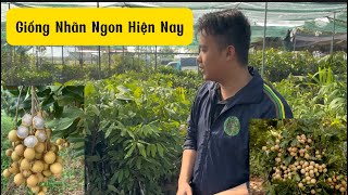 Cây Giống Nhãn Ghép Ngon - Nhãn Lồng Hưng Yên, Nhãn Siêu Ngọt, Nhãn Sớm