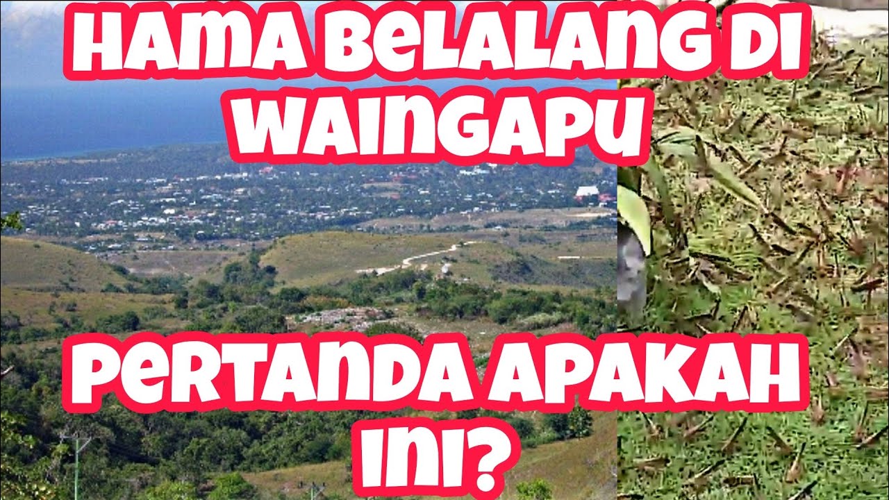 Hama Belalang Di Waingapu, Sumba Timur, Nusa Tenggara Timur | Pertanda ...