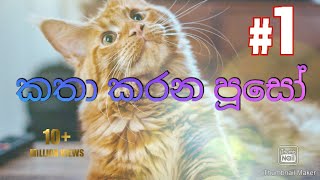 කතා කරන පූසෝ The Amazing cat