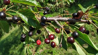 European wild cherry (Prunus avium)