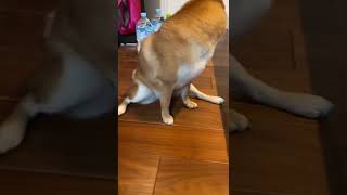 開脚をする柴犬くるみ#いぬ #かわいい犬 #shorts