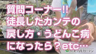 2024.06.11【多肉植物】質問コーナー!!徒長したカンテの戻し方・うどんこ病になったら？etc…【succulent】トロピカルガーデン