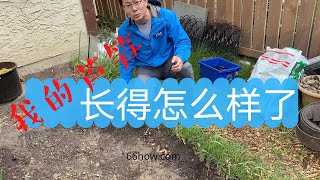 我的芦笋长得怎么样了？芦笋的根冠要多长时间长出芦笋? 芦笋什么时候可以收获？芦笋以后每年如何施肥？