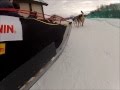 Michigan Dog Sledding Adventure