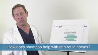 Veterinarian Brad Gordon Answers the Most Googled Pet Grooming Questions